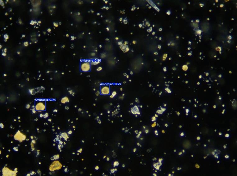 R&D : Percée Majeure dans la Détection des Pollens